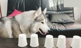 哈士奇游戏爆料视频在线观看,揭秘神秘游戏内容与玩法